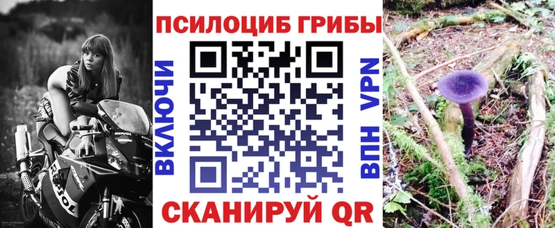 площадка как зайти  Зуевка  Псилоцибиновые грибы Cubensis 